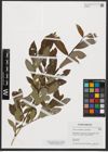 Foto von Salix myrsinifolia Salisb. x Salix phylicifolia L.